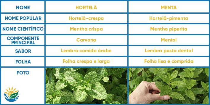 Diferencas entre hortela e menta